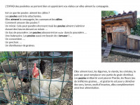 les poules .jpg